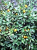 Mandalina/ Mandarin