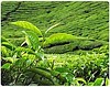 Çay /Tea