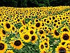 Ayçiçeği / Sunflower