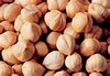 Fındık / Hazelnut