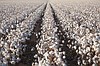 Pamuk /Raw Cotton / Baumwolle