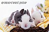 BUDDY PET SHOP