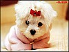 KÖPEK BAKICILIĞI