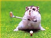 HAMSTER-FARE BAKICILIĞI