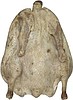 Kars Kazı