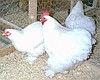 Cüce coşin döllü yumurtası