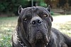 PETSTORYDEN CANE CORSA YAVRUSU SIYAH DISI 3 AYLIK ASILI KIMLIKLI 750 TL