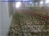 KİRALIK TAVUK ÇİFTLİĞİ BALIKESİR HAZER EMLAK