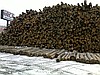 ORCA ORMAN ÜRÜNLERİ - TOMRUK (UKRAYNA)