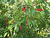 ŞARKÖY MÜREFTE KİRAZLI KÖYÜ SATILIK ARSA