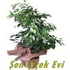 Çeşme Çiçek - Saksı Çiçeği