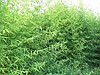 Bambu Fidanı