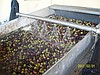 ÜreticidenNATUREL EXTRA SIZMA ZEYTİN YAĞI(ücretsiz kargo)
