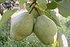 Sertifikalı margarit marilla armut fidanı