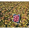 Hibrit Hindiba (Radicchio rosso) Tohumu F1 (Yuvarlak - Kırmızı - Beyaz) Çeşit 2