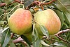 Deveci armut